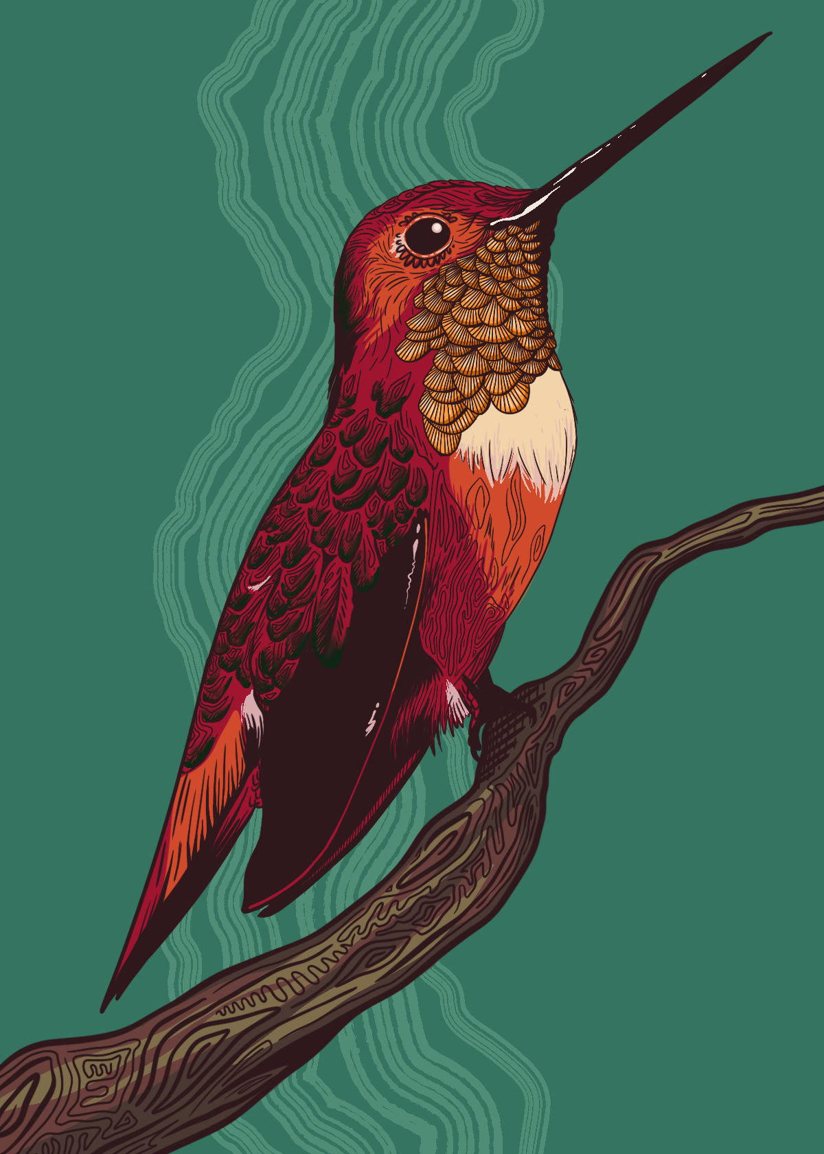 Humming Bird Illustration